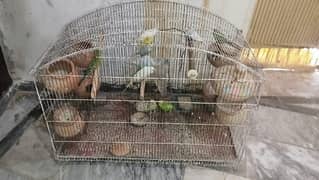 Australian birds