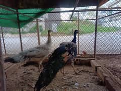 Peacock pair