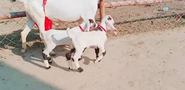 2 Bacchon Ka Sath Desi Bakri For Sale,+03704815729