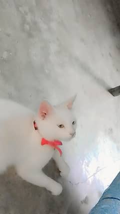 white colour