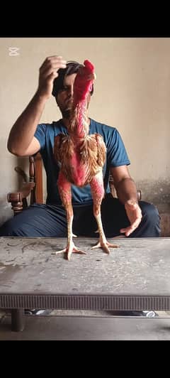 Turkish Pakistan cross murga for sale