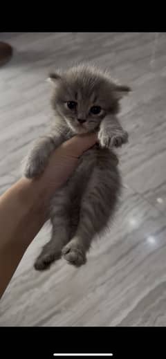 Kittens pair 1 month