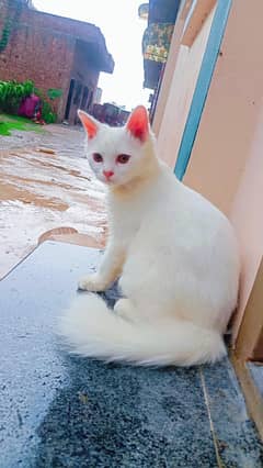 persian