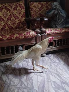 Selling parrot beak Male