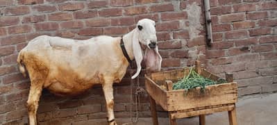 sheep female pargnt