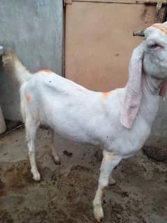 gulabi bakri