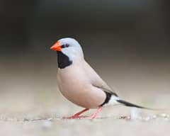common name for a shaft tail finch