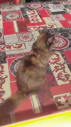 black-brown coated potty trained innocent cat