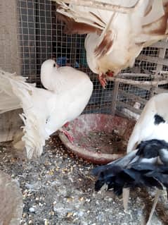 Pigeons, Parrots & Big Cage – Only 22,000 PKR!