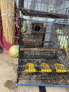 3 CAGES AND 1 BREEDING BOX AVAILABLE.