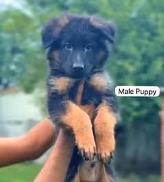 Pedigree German shepherd puppies available for sale