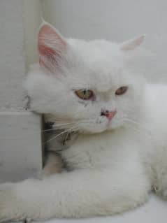 Urgent sale persian cat double coated