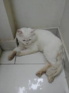 Urgent sale persian cat double coated