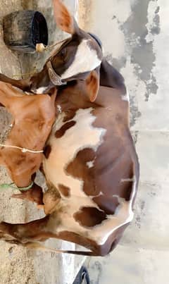 Cow