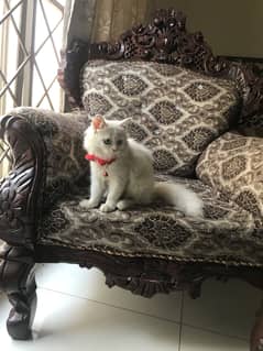 Persian cat blue eyes female for urgently sale