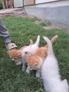 Persian kittens