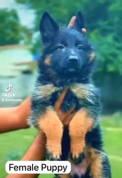 Pedigree German shepherd puppies available for sale
