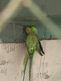 for