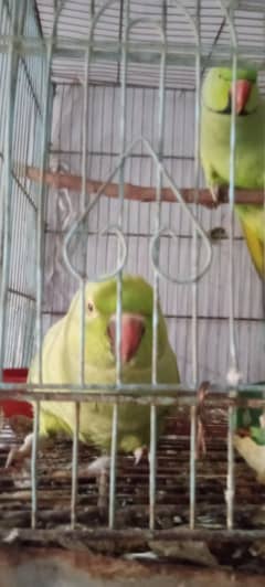 Ringneck parrots  hai bohat acha pair