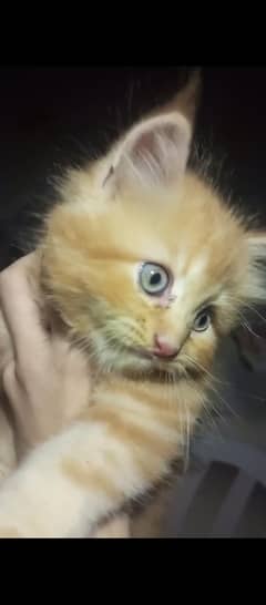 Triple coated Persian fawn kitten