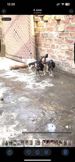 Aseel pair
