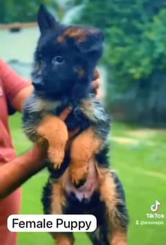 Pedigree German shepherd puppies available for sale