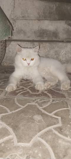 Male