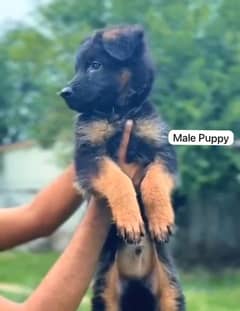 Pedigree German shepherd puppies available for sale