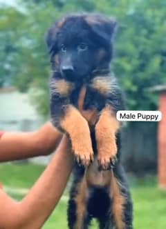 Pedigree German shepherd puppies available for sale