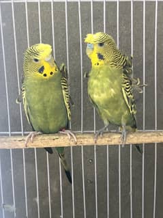 Hogoromo comfirm breeder pair