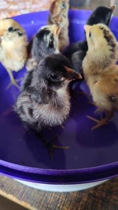 Thai and Shamo cross chicks are available