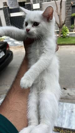 Persian