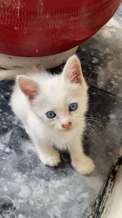 Percian