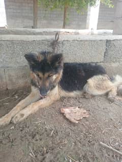 dog for sale