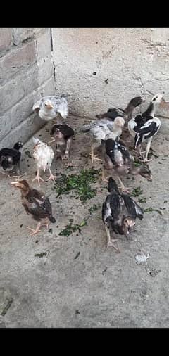 Aseel chiks