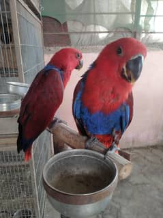 Electus females 03156376925