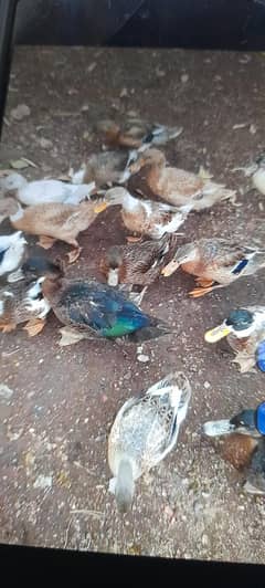 Desi Ducks