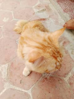 A Grown Male Persian Tomcat For Sale