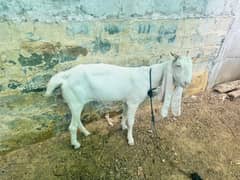 Gulabi
