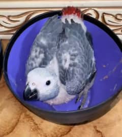 African grey cover chiks