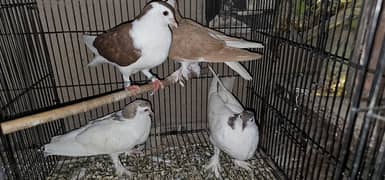 sherazi pair