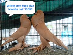fancy pigeon | kabutar| Jacobin|  frillback saddle | amarican fantail|