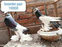 fancy pigeon | kabutar| Jacobin|  frillback saddle | amarican fantail|