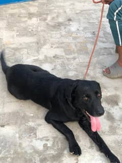 pure labrador