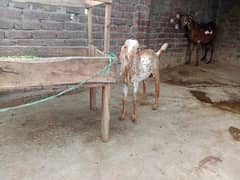 1 bakre and 2 male haa