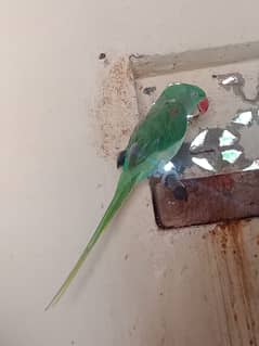 Handtamed Raw parrot for sale
