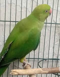 parrot
