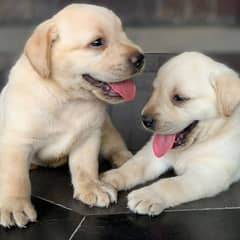Pedigree LABRADOR puppies available 03014615555