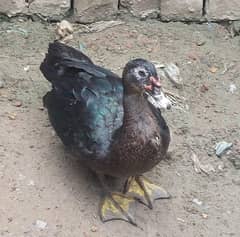 muscovy ducks chicks 2 months