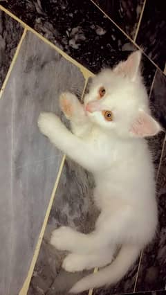 v45 days. kitten. litter training play ful friendly
